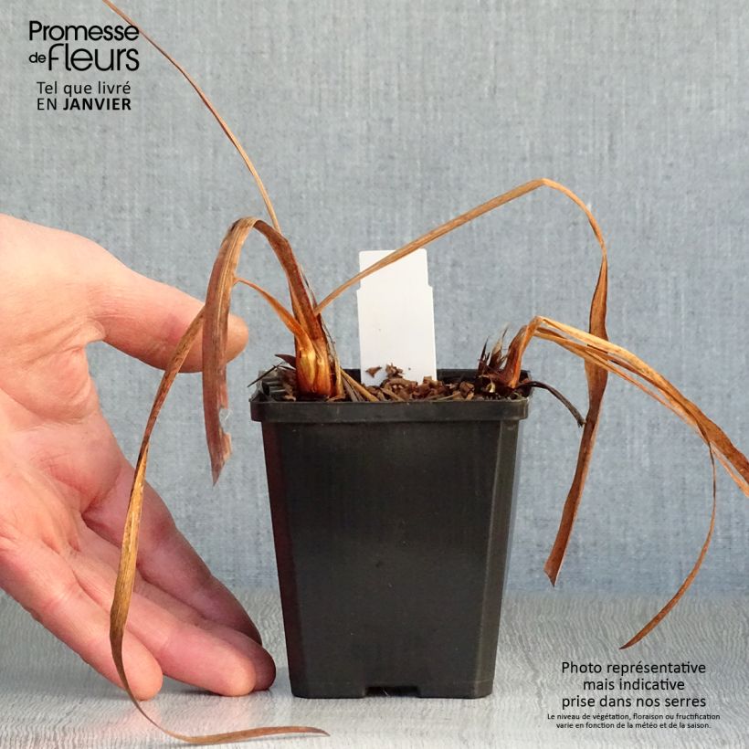 Iris sibirica Harpswell Happiness - Giaggiolo siberiano Vasetto da 8/9 cm esemplare consegnato in inverno