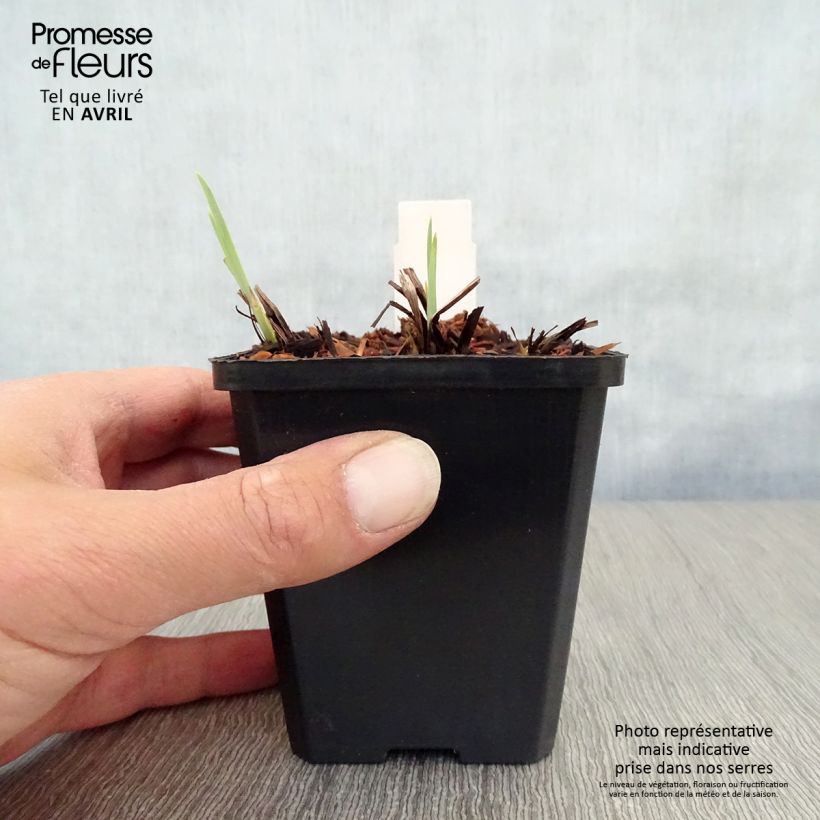 Iris sibirica Harpswell Happiness - Giaggiolo siberiano Vasetto da 8/9 cm esemplare consegnato in primavera