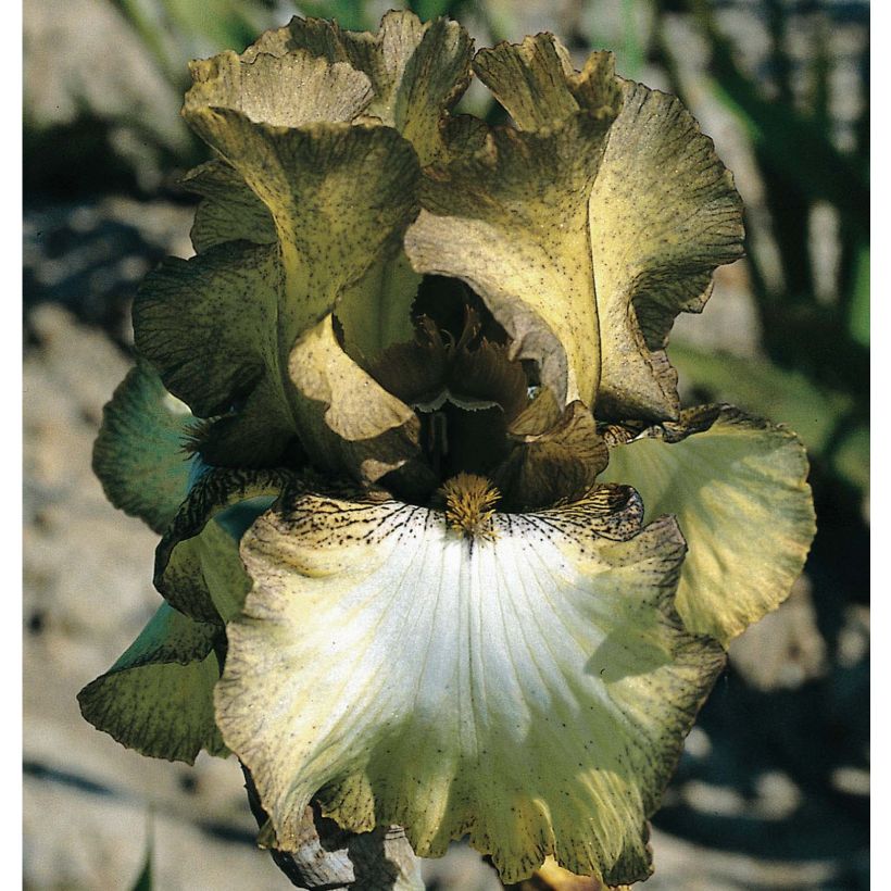 Iris germanica Patina - Giaggiolo paonazzo (Fioritura)