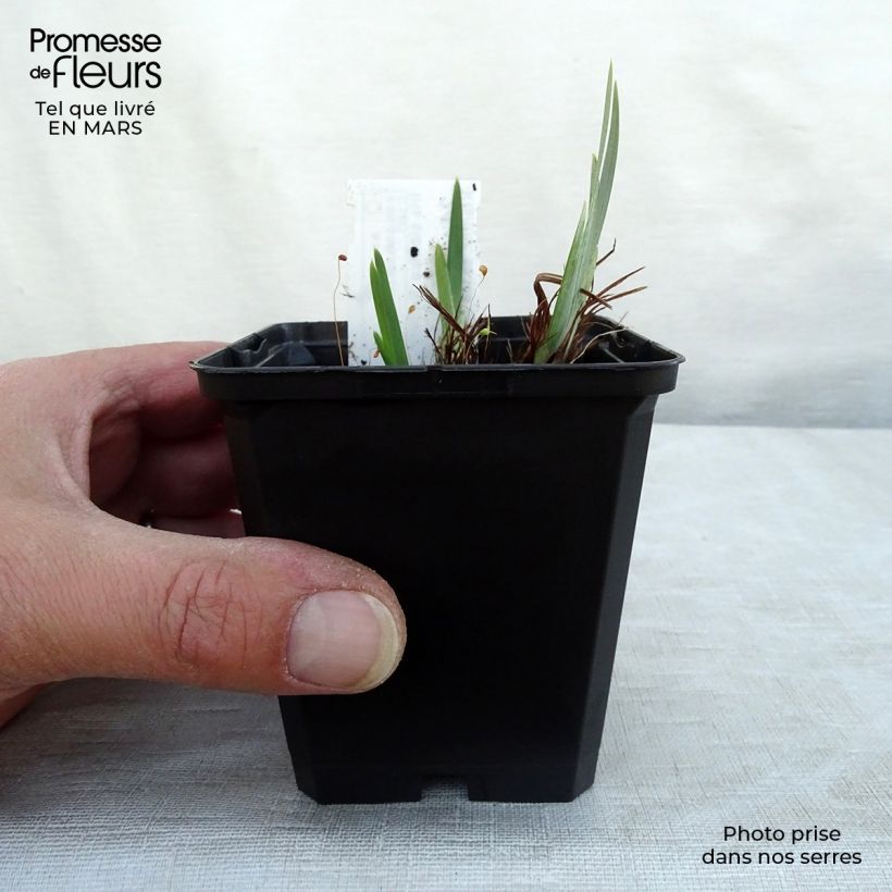 Iris sibirica Ruffled Velvet - Giaggiolo siberiano Vasetto da 8/9 cm esemplare consegnato in inverno