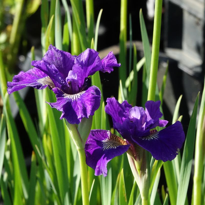 Iris sibirica Ruffled Velvet - Giaggiolo siberiano (Fioritura)