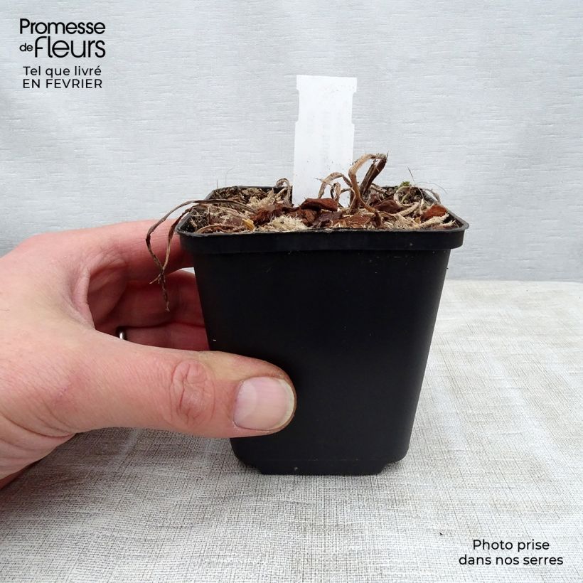 Iris bulleyana - Giaggiolo Vasetto da 8/9 cm esemplare consegnato in inverno