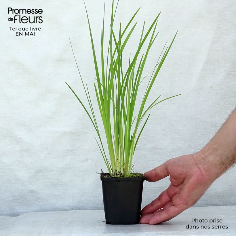 Iris bulleyana - Giaggiolo Vasetto da 8/9 cm esemplare consegnato in primavera