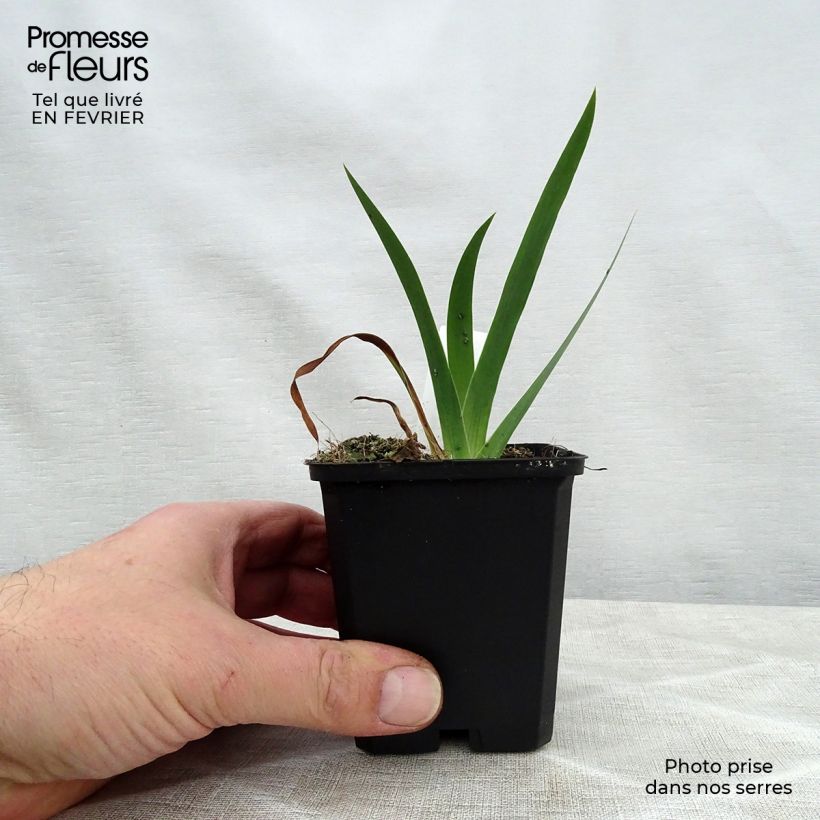 Iris chrysographes Black Knight - Giaggiolo Vasetto da 8/9 cm esemplare consegnato in inverno