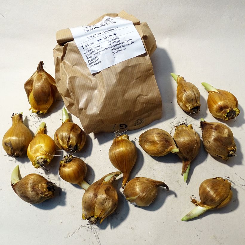 Esempio di esemplare Iris hollandica Apollo - Iris olandesi Bulbo taglia 10+ come consegnato