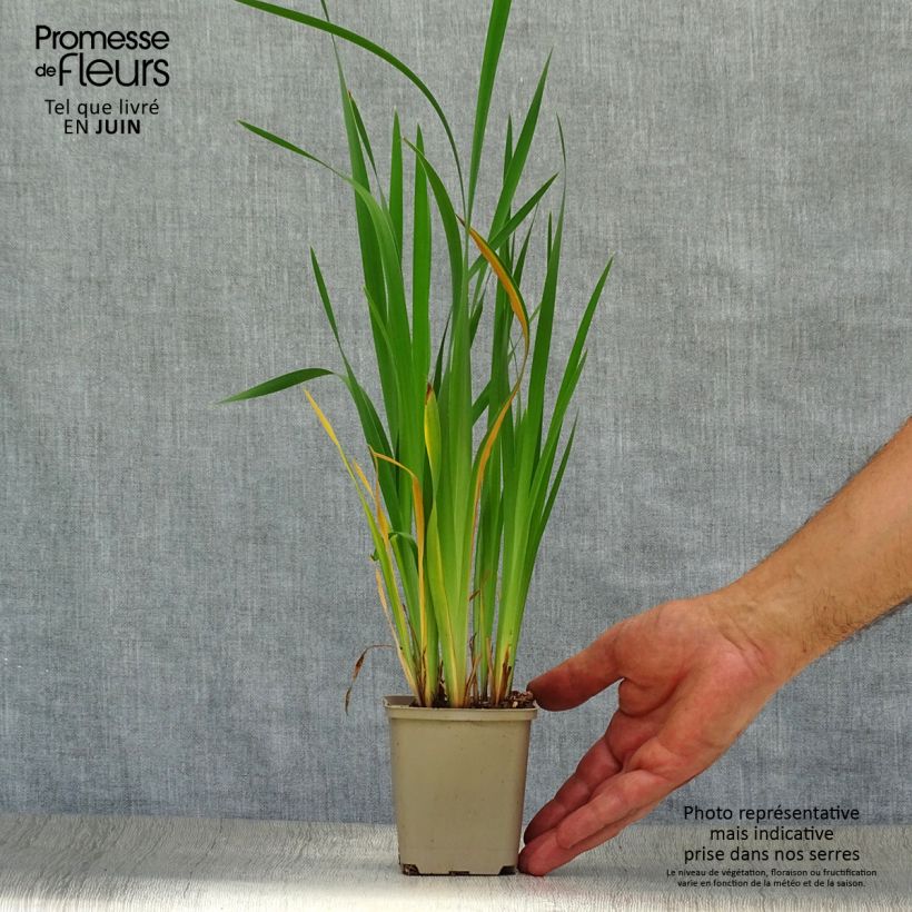 Esemplare di Iris sibirica Blue King - Giaggiolo siberiano Vasetto da 8/9 cm consegnato in estate