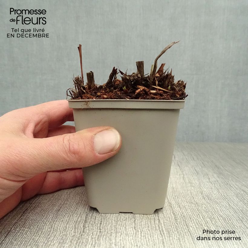 Iris sibirica Blue King - Giaggiolo siberiano Vasetto da 8/9 cm esemplare consegnato in inverno