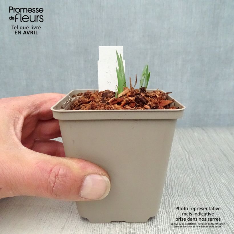 Iris sibirica Blue King - Giaggiolo siberiano Vasetto da 8/9 cm esemplare consegnato in primavera