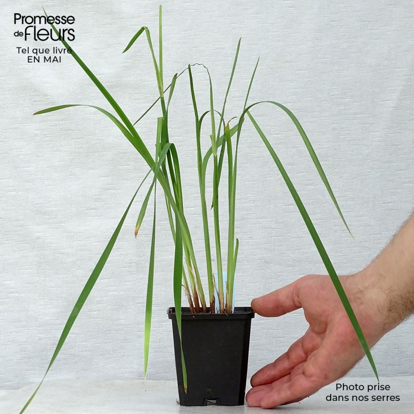 Iris sibirica Caesar's Brother - Giaggiolo siberiano Vasetto da 8/9 cm esemplare consegnato in primavera