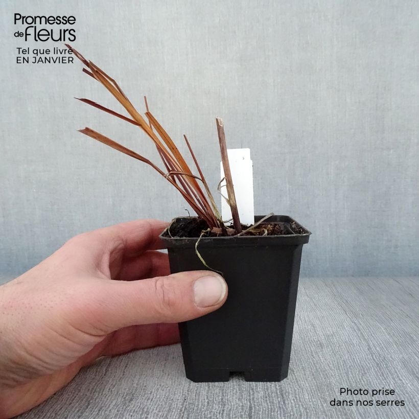 Iris sibirica Caesar's Brother - Giaggiolo siberiano Vasetto da 8/9 cm esemplare consegnato in inverno