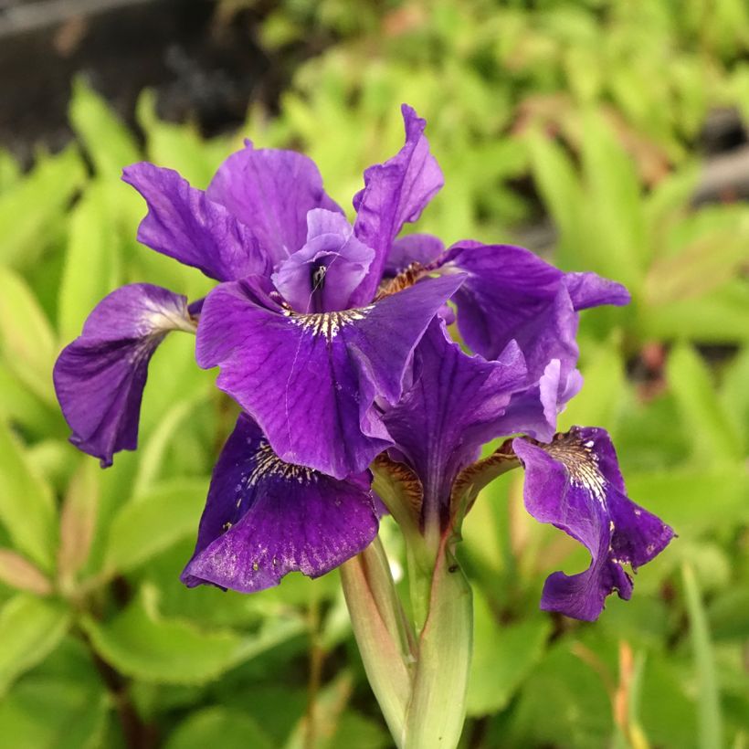 Iris sibirica Caesar's Brother - Giaggiolo siberiano (Fioritura)