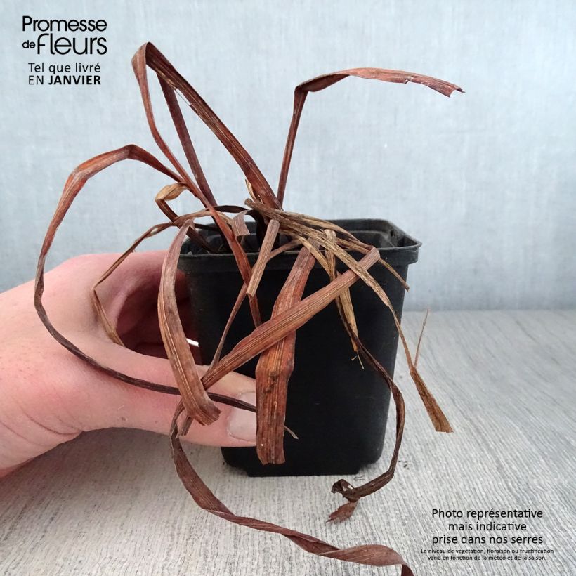 Iris sibirica Moon Silk - Giaggiolo siberiano Vasetto da 8/9 cm esemplare consegnato in inverno