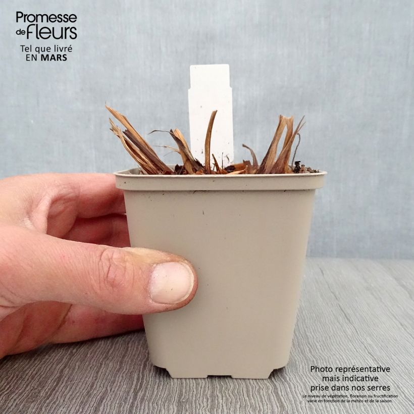 Iris sibirica Rikugi Sakura - Giaggiolo siberiano Vasetto da 8/9 cm esemplare consegnato in primavera