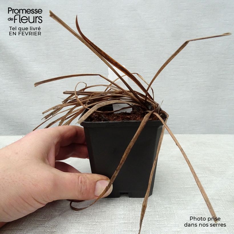 Iris sibirica Sparkling Rose - Giaggiolo siberiano Vasetto da 8/9 cm esemplare consegnato in inverno