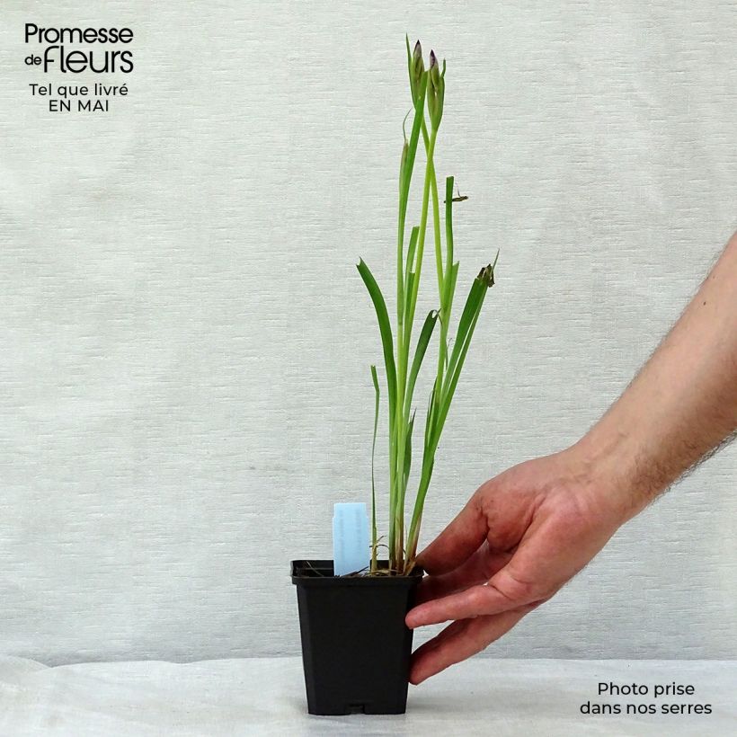 Iris sibirica Sparkling Rose - Giaggiolo siberiano Vasetto da 8/9 cm esemplare consegnato in primavera