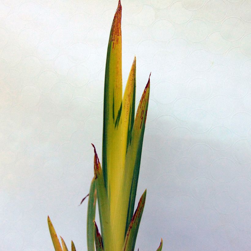 Iris pseudacorus Variegata - Giaggiolo acquatico (Fogliame)