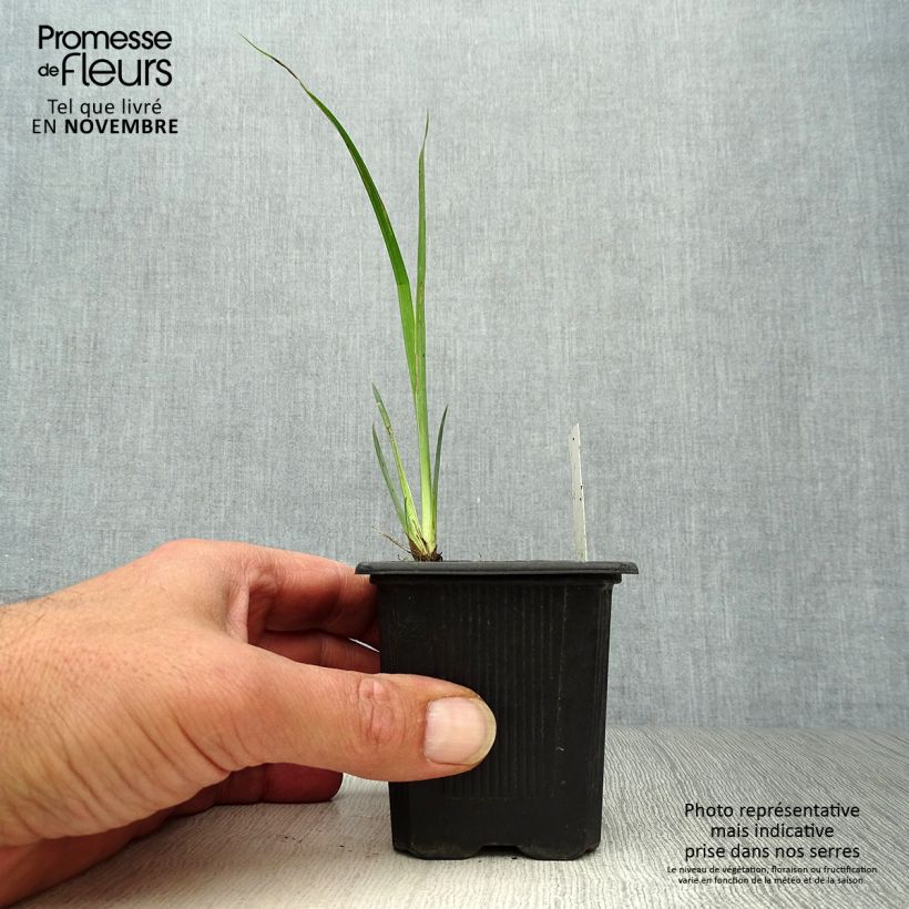 Esemplare di Iris pseudacorus Variegata - Giaggiolo acquatico Vasetto da 8/9 cm come consegnato in autunno