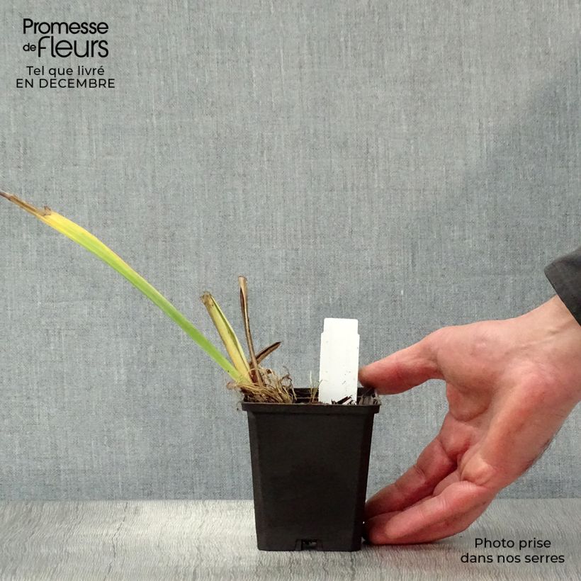 Iris pseudacorus Variegata - Giaggiolo acquatico Vasetto da 8/9 cm esemplare consegnato in inverno