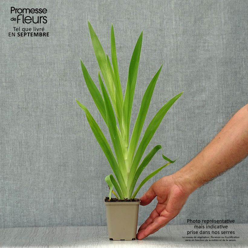 Esemplare di Belamcanda chinensis Vasetto da 8/9 cm come consegnato in autunno