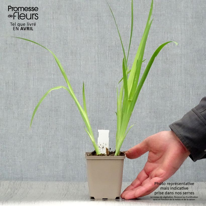 Belamcanda chinensis Vasetto da 8/9 cm esemplare consegnato in primavera