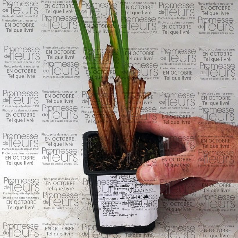 Esempio di esemplare Iris ensata Comtesse de Paris - Iris giapponese Vasetto da 8/9 cm come consegnato