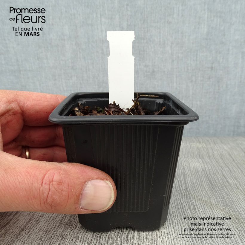 Iris ensata Crystal Halo - Iris giapponese Vasetto da 8/9 cm esemplare consegnato in inverno