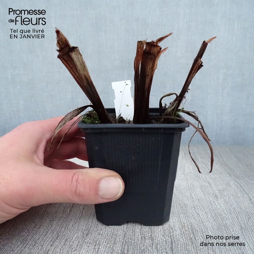 Iris ensata Dainagon - Iris giapponese Vasetto da 8/9 cm esemplare consegnato in inverno