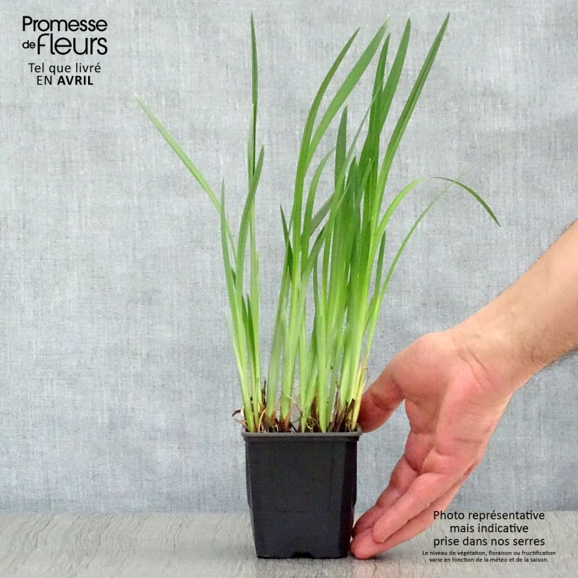 Iris ensata Dainagon - Iris giapponese Vasetto da 8/9 cm esemplare consegnato in primavera