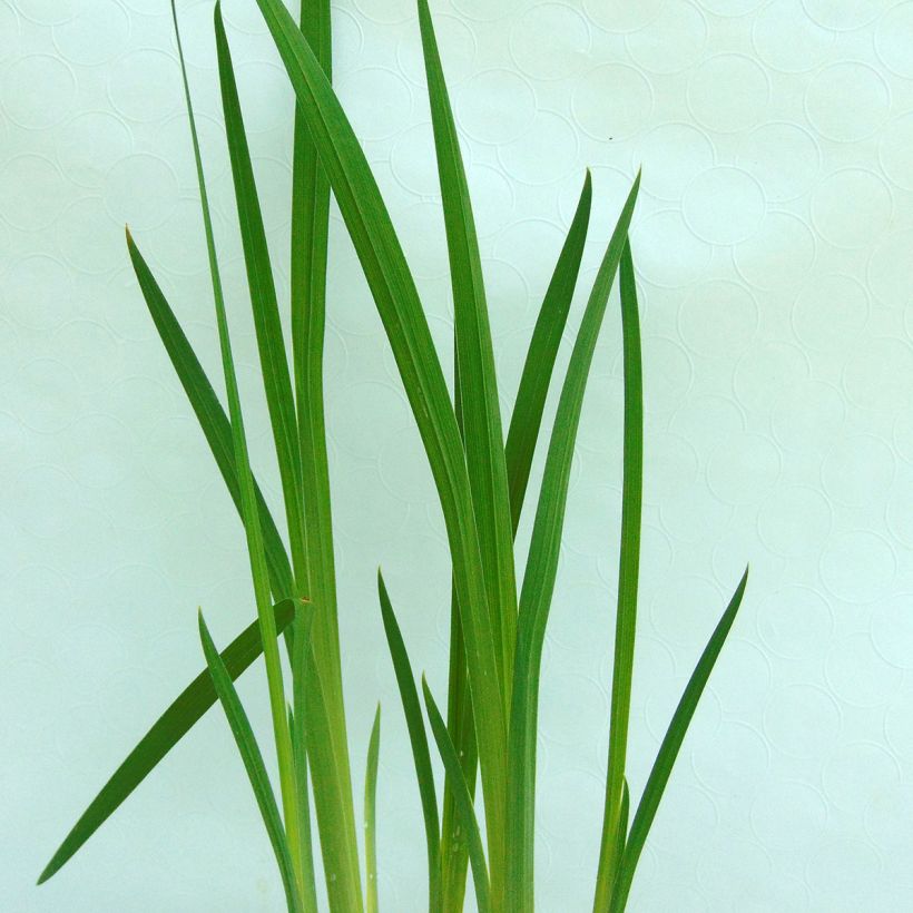 Iris ensata Darling - Iris giapponese (Fogliame)