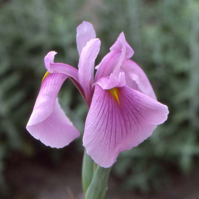 Iris ensata Darling - Iris giapponese (Fioritura)