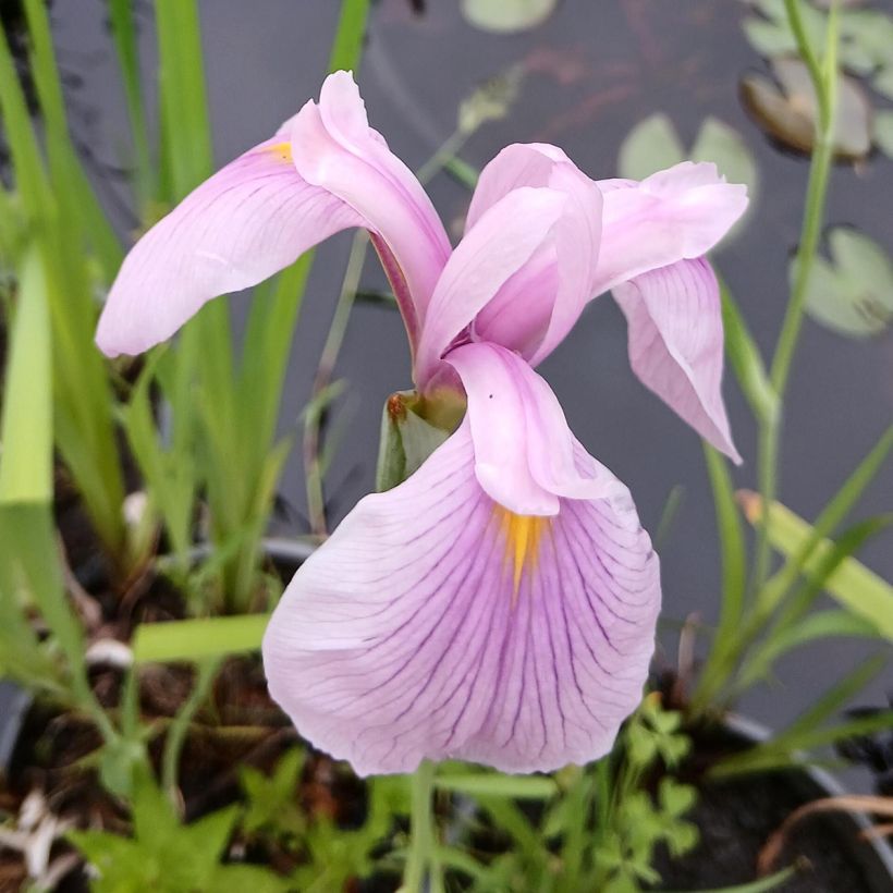 Iris ensata Darling - Iris giapponese (Fioritura)