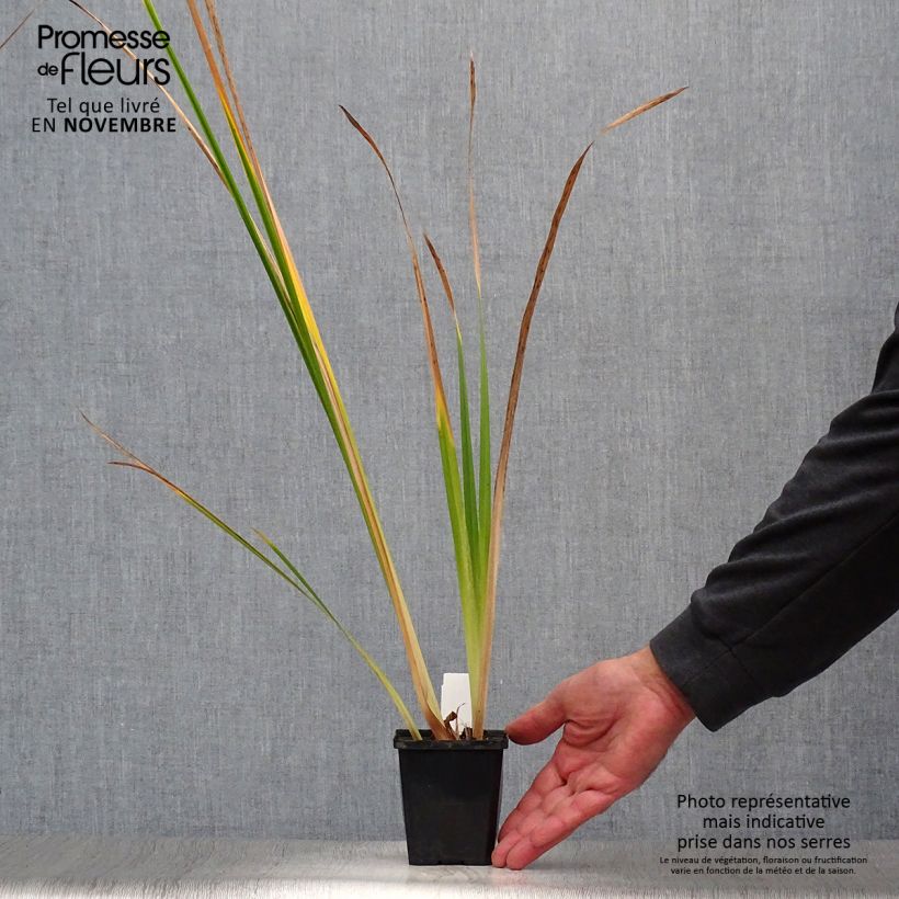 Esemplare di Iris ensata Météor - Iris giapponese Vasetto da 8/9 cm come consegnato in autunno