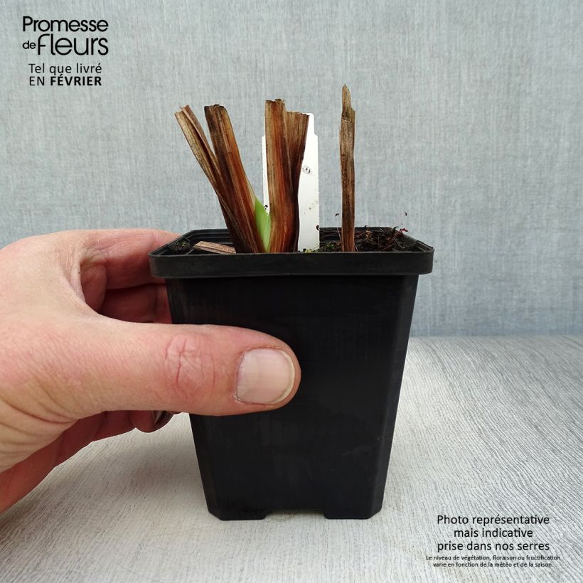 Iris ensata Météor - Iris giapponese Vasetto da 8/9 cm esemplare consegnato in inverno