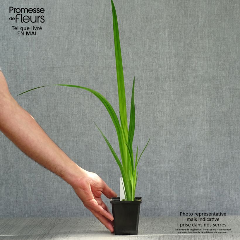 Iris ensata Météor - Iris giapponese Vasetto da 8/9 cm esemplare consegnato in primavera