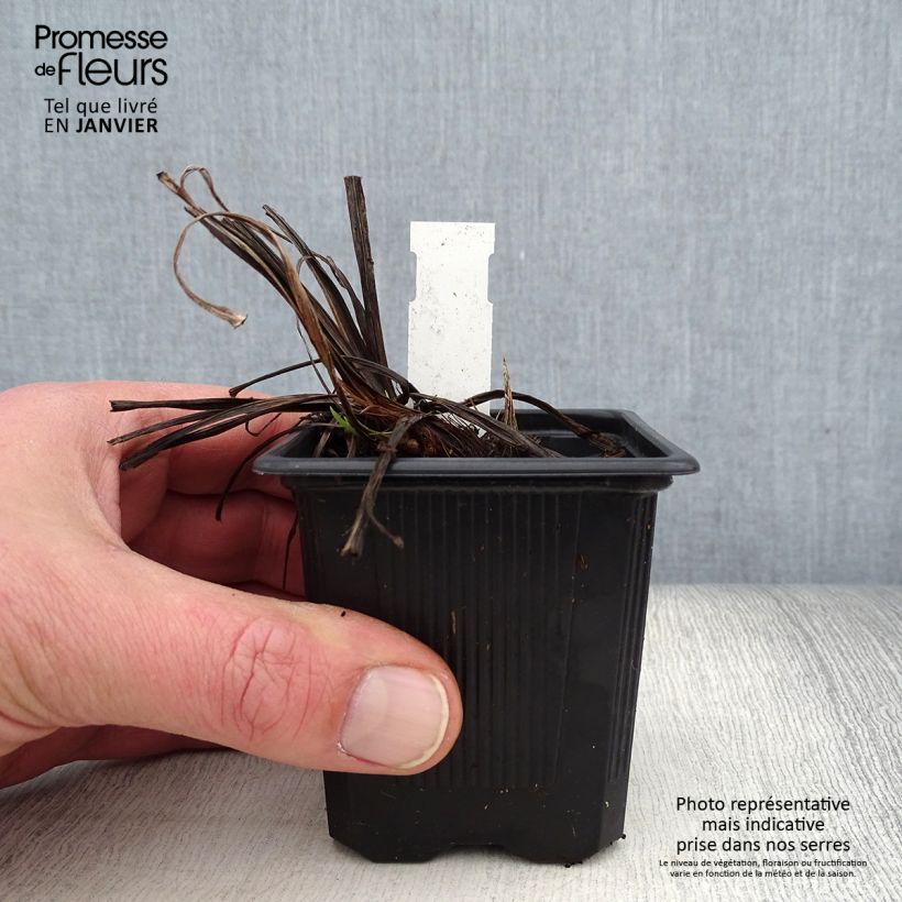 Iris ensata Rose Queen - Iris giapponese Vasetto da 8/9 cm esemplare consegnato in inverno