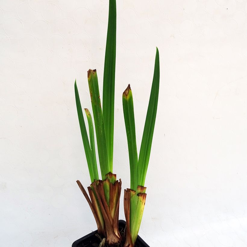 Iris ensata Sensation - Iris giapponese (Fogliame)