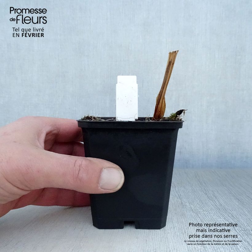 Iris ensata Variegata - Iris giapponese Vasetto da 8/9 cm esemplare consegnato in inverno