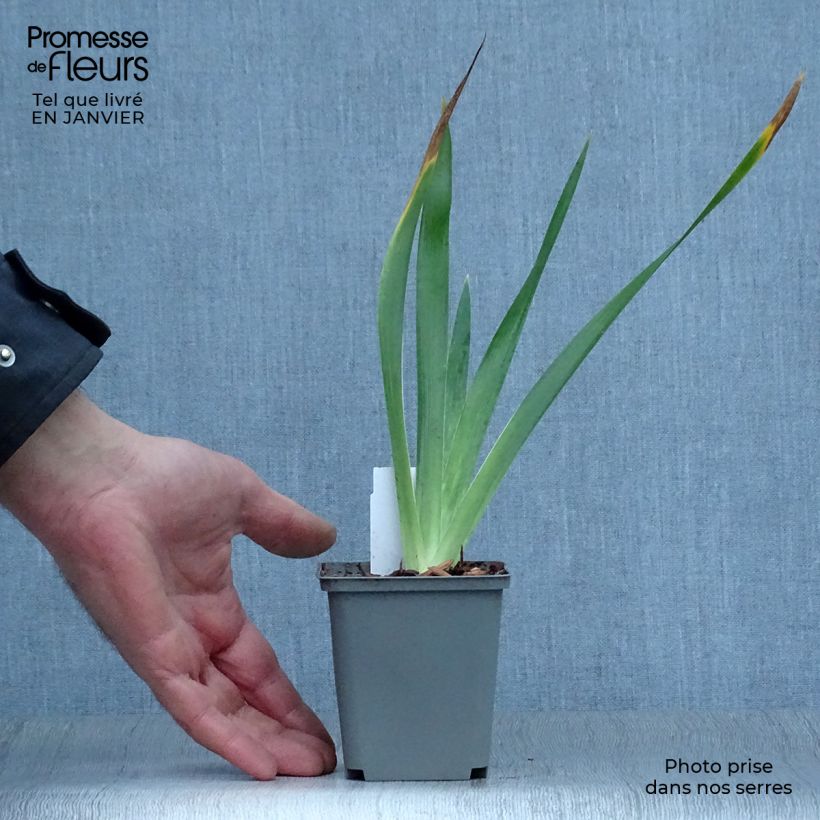 Iris foetidissima - Giaggiolo puzzolente Vasetto da 8/9 cm esemplare consegnato in inverno