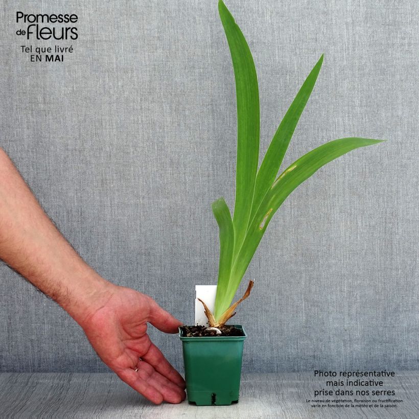 Iris germanica Agrippa - Giaggiolo paonazzo Vasetto da 8/9 cm esemplare consegnato in primavera