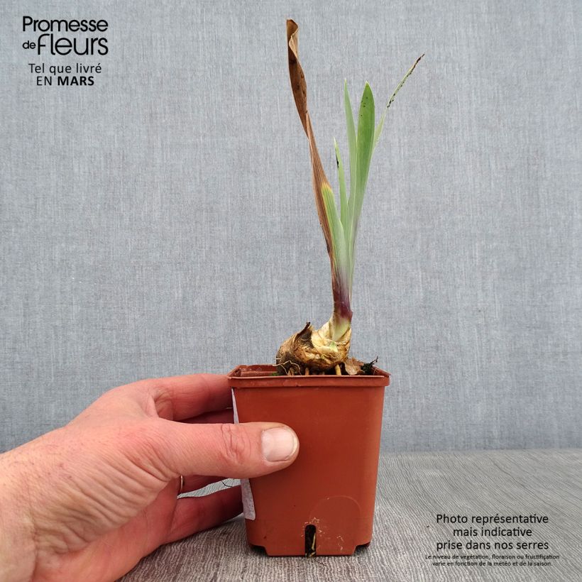 Iris germanica Art Déco - Giaggiolo paonazzo Vasetto da 8/9 cm esemplare consegnato in inverno