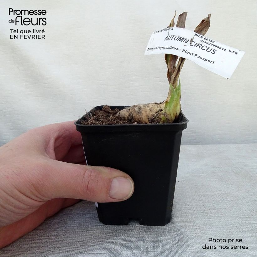 Iris germanica Autumn Circus - Giaggiolo paonazzo Vasetto da 8/9 cm esemplare consegnato in inverno