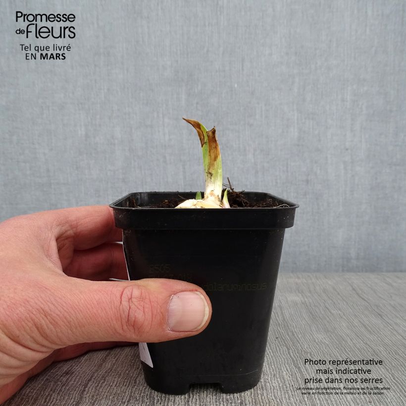 Iris barbata-Media Bedtime Story - Giaggiolo Vasetto da 8/9 cm esemplare consegnato in inverno