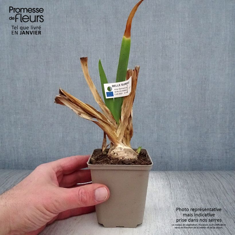 Iris germanica Belle Surprise - Giaggiolo paonazzo Vasetto da 8/9 cm esemplare consegnato in inverno