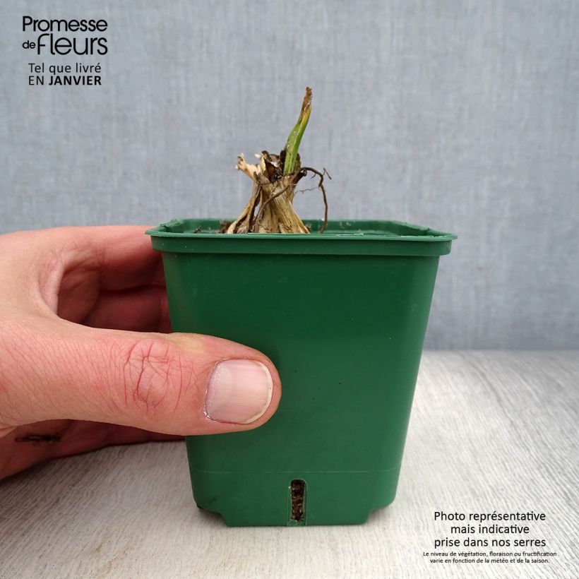 Iris germanica Bishop's Robe - Giaggiolo paonazzo Vasetto da 8/9 cm esemplare consegnato in inverno