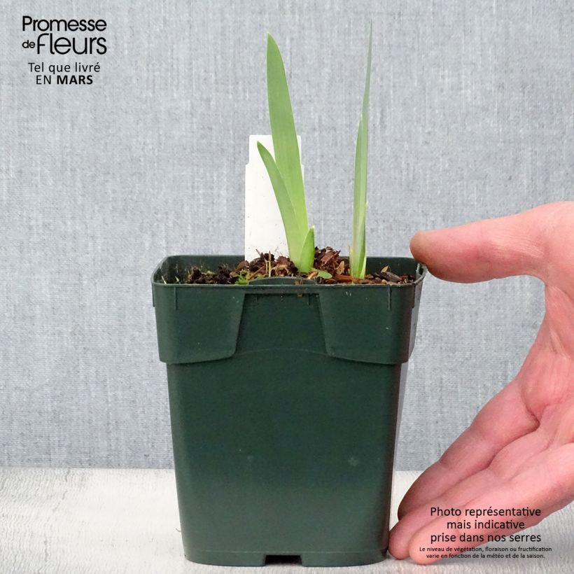 Iris germanica Black Knight - Giaggiolo paonazzo Vasetto da 8/9 cm esemplare consegnato in primavera