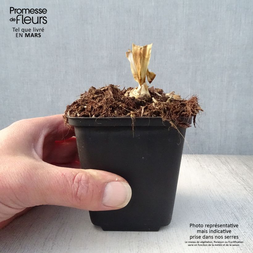 Iris germanica Blenheim Royal - Giaggiolo paonazzo Vasetto da 8/9 cm esemplare consegnato in primavera