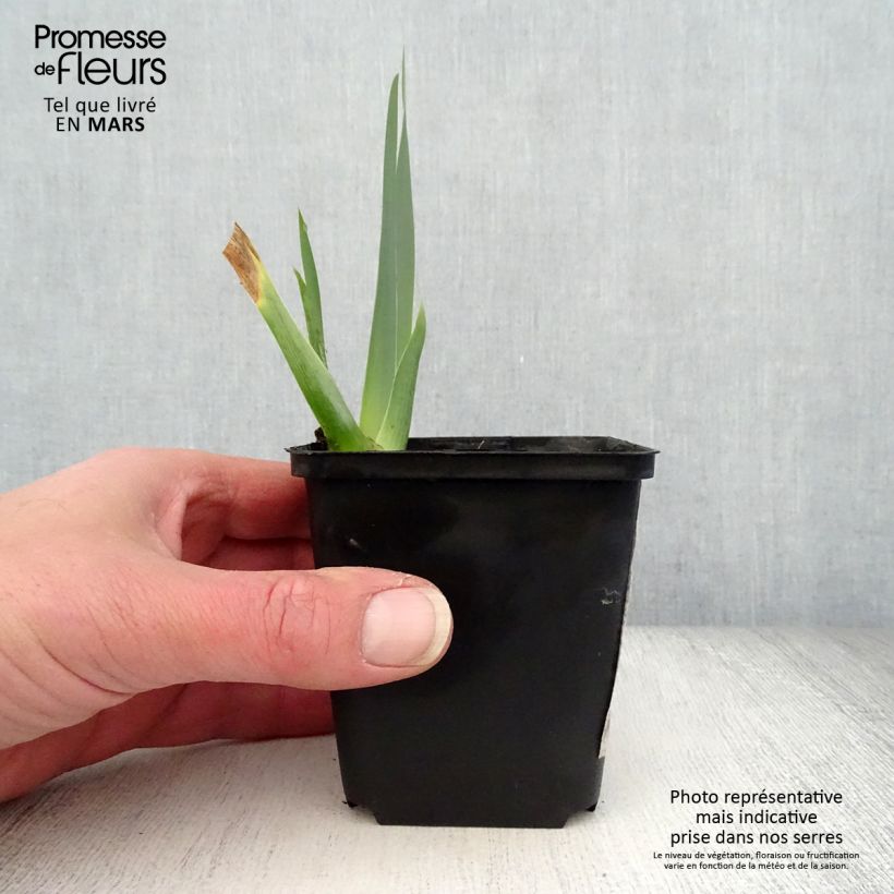 Iris germanica Brin de Folie - Giaggiolo paonazzo Vasetto da 8/9 cm esemplare consegnato in primavera