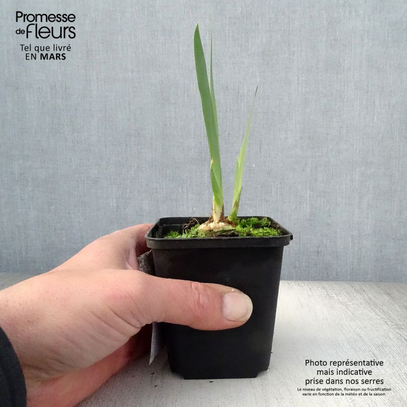 Iris germanica Bruno - Giaggiolo paonazzo Vasetto da 8/9 cm esemplare consegnato in primavera