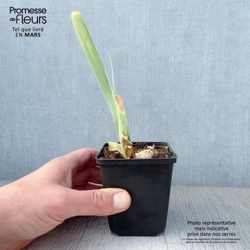 Iris germanica Burnt Toffee - Giaggiolo paonazzo Vasetto da 8/9 cm esemplare consegnato in primavera