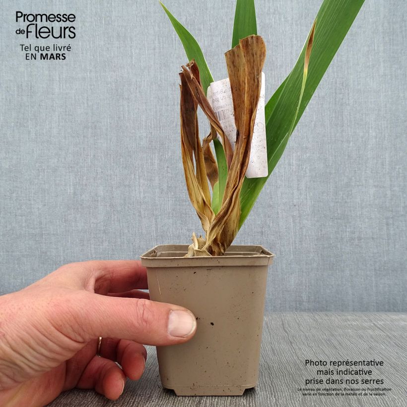 Iris germanica Burnt Toffee - Giaggiolo paonazzo Vasetto da 8/9 cm esemplare consegnato in inverno